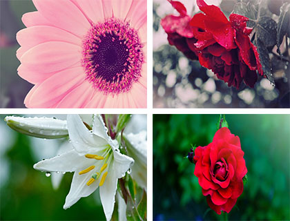 عکس های بسیار زیبا از قشنگترین گل های جهان