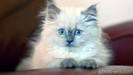 جدیدترین عکس های حیوانات(گربه) 9 مهر 93