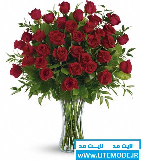 رومانتیک, عاشقانه, عکس, عکس رومانتیک, عکس عاشقانه, عکس های زیبای گل رز, عکس گل رز, مجموعه عکس های گل رز, گالری عکس های گل رز, گل رز, گل رز قزمز  رز, رز قرمز, سایت عکس, سایت گل رز, عکس رز, عکس های گلهای رز زیبا, عکس گل, عکس گل رز, عکس گلهای رز قرمز, گالری عکس گل رز, گالری گلهای رز, گل, گل رز - rose red, گل رز قرمز, گل رز قرمز زیبا تزئینات عروسی, تزئینات عقد, تزئینات عقد و عروسی, جدیدترین مدل دسته گل نامزدی, جهانی‌ها, دسته گل, دسته گل زیبا, دسته گل زیبای نامزدی, دسته گل شیک, دسته گل نامزدی 2014, دسته گل نامزدی جدید, دسته گل نامزدی زیبا, عروس, عقد, عکس دسته گل نامزدی, نامزدی, گالری دسته نامزدی, گل, گل ارکیده, گل رز  تصاویر گل, تصاویر گل رز, جهانی‌ها, عکس, عکس دسته گل, عکس گل, عکس گل برای والپیپر, عکس گل رز آبی, عکس گل رز زرد, عکس گل رز سرخ, عکس گل رز سفید, عکس گل رز صورتی, عکس گل رز قرمز, عکس گل زیبا, گالری عکس گل رز, گل, گل رز