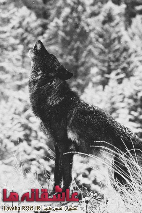 گرگ | wolf