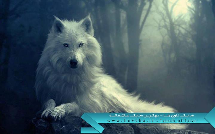  loveha | wolf_alone