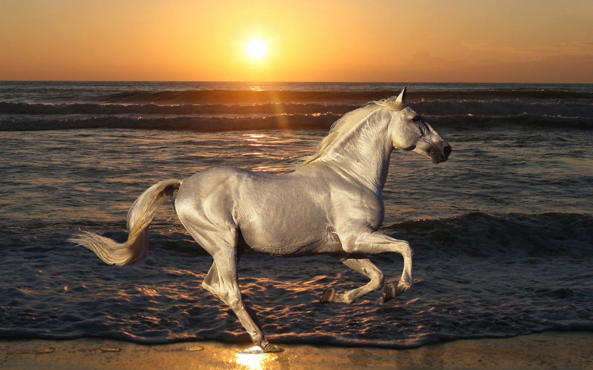 اسب در ساحل