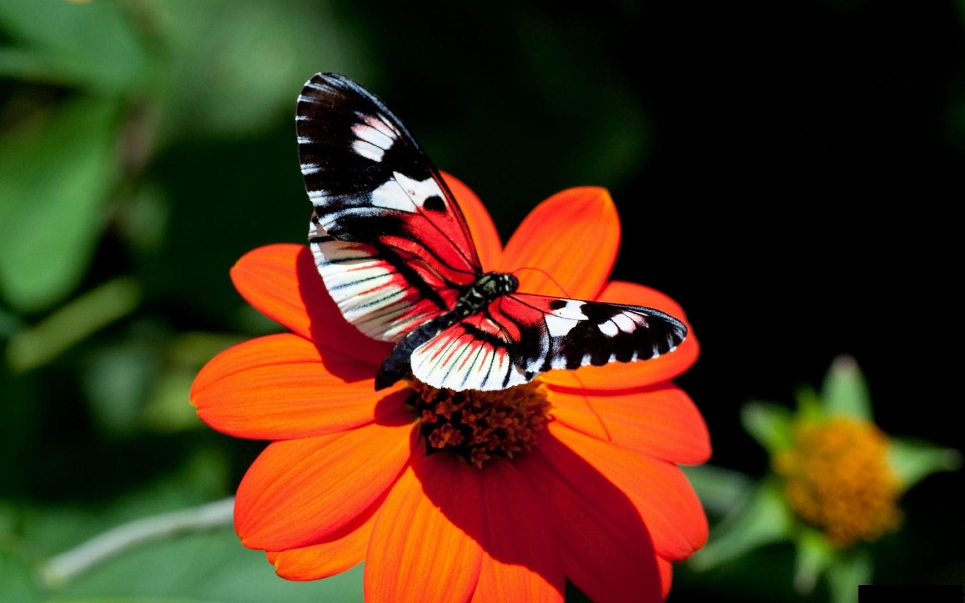 پروانه زیبا