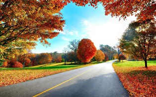 991-landscapes_nature_trees_autumn621157.jpg (314×196)