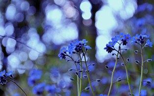 994-low forget-me-not 1920x1200.jpg (314×196)