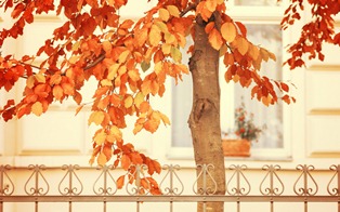 999-Autumn Tree.jpg (1920×1200)