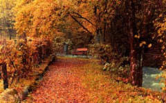 low-seasons_autumn_foliage_nature.jpg (240×150)