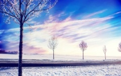 snow_winter_trees-low.jpg (240×150)