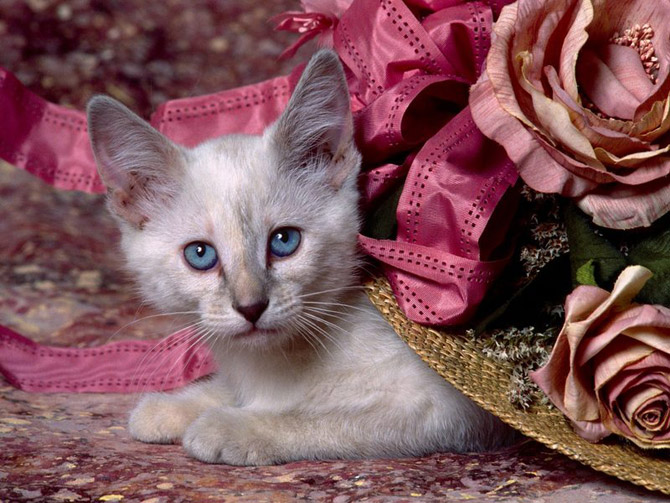 تصاویر باکیفیت از گربه های زیبا  /  MahPic.ir