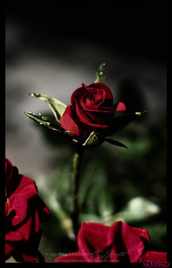 عکس های جدید گل رز قرمز زیبا