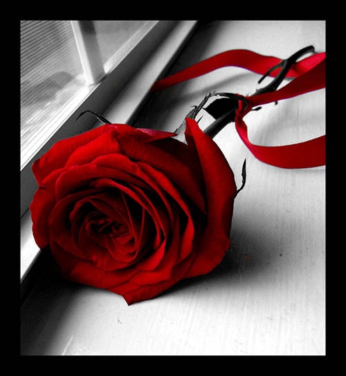 عکس های جدید گل رز قرمز زیبا
