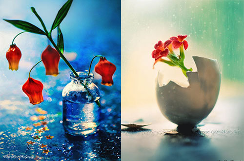 عکس های زیبا از گل قانتزی و رمانتیک