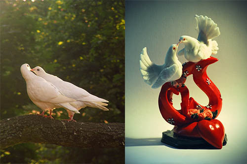 عکس دو کبوتر عاشق و زیبا با کیفیت