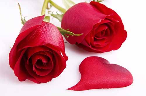 تک عکس با کیفیت از گل رز عاشقانه