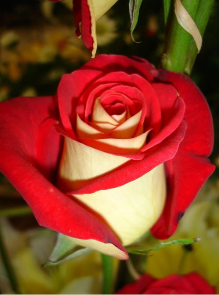 عکس های جدید از گل های رز قرمز-تقدیم به همه دوستان عزیزم