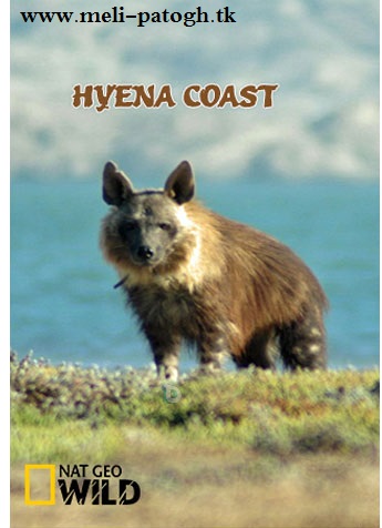 دانلود مستند کفتار ساحلی Hyena Coast 2014
