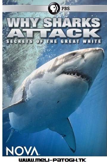 دانلود مستند NOVA: Why Sharks Attack 2014