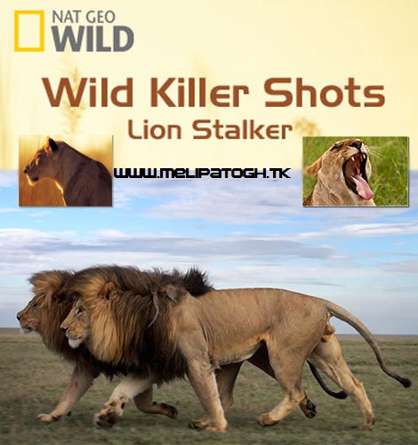 دانلود مستند قاتل وحشی شیر استاکر Wild Killer Shots Lion Stalker 2013