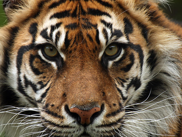 Sumatran-Tiger-Hero.jpg (640×480)