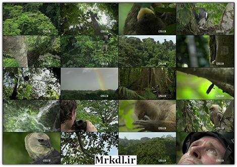دانلود مستند عقاب جنگل PBS Jungle Eagle 2011