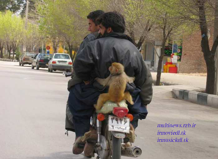 دنیای خنده اینجاست / میمون موتورسوار