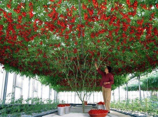 درخت گوجه فرنگی در استرالیا