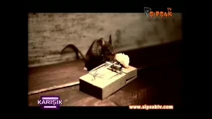  کلیپ خنده دار موش باهوش ترین حیوان دنیا