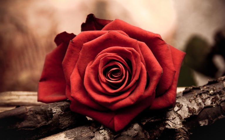 عکس عاشقانه از گل رز