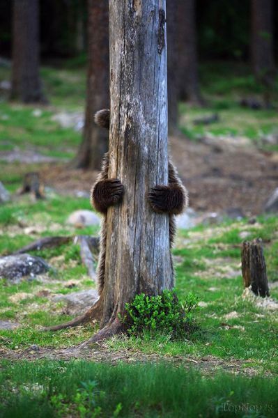عکس های جالب از رفتارهای انسان گونه خرس ها در فروردین 93