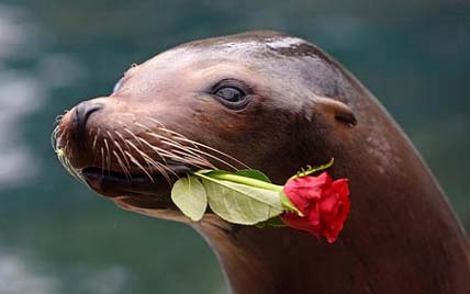 عکس های جالب و رمانتیک حیوانات
