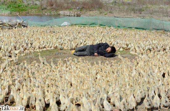 عکس های دیدنی از خوابیدن چینی ها در مکان های مختلف,عکس طنز از خوابیدن چینی ها