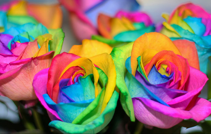 گل های رز رنگین کمانی,گل های رز به رنگ رنگین کمان,گل های زیبا و رنگی,گل رنگین کمانی,گل های به رنگ رنگین کمان