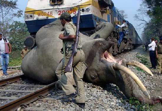 تصادف ناراحت کننده یک فیل به قطار,تصادف ناراحت کننده یک فیل 