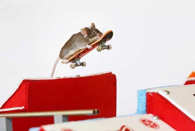 موش های باهوش با مهارت اسکی بازی حرفه ای,موش اسکیت باز,اسکیت بازی موش,موش های ورزشکار,موش های اسکیت سوار