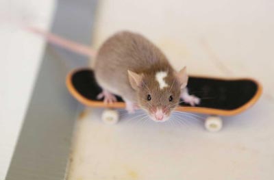 موش های باهوش با مهارت اسکی بازی حرفه ای,موش اسکیت باز,اسکیت بازی موش,موش های ورزشکار,موش های اسکیت سوار