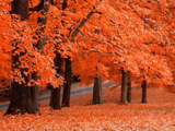 مجموعه عکس های HD با موضوع پاییز,عکس های پر کیفیت و زیبا از پاییز,تصاویر شگفت انگیز پاییز,عکس های HD از فصل پاییز