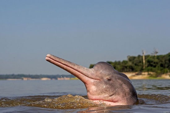 دلفین صورتی نادر در آبهای آمازون + تصاویر,دلفین صورتی,کشف دلفینی عجیب,کشف دلفین صورتی عجیب,دلفین عجیب و غریب,کشف موجود ابی جدید