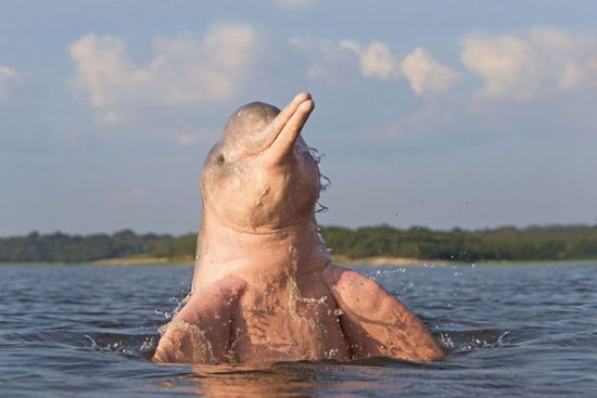 دلفین صورتی نادر در آبهای آمازون + تصاویر,دلفین صورتی,کشف دلفینی عجیب,کشف دلفین صورتی عجیب,دلفین عجیب و غریب,کشف موجود ابی جدید