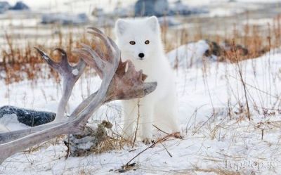 عکس های زیبای روباه قطبی,تصاویر روباه قطبی,عکس های روباه قطبی,روباه قطبی,حیوانات بامزه,عکس روباه