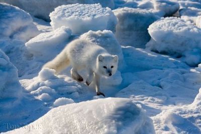عکس های زیبای روباه قطبی,تصاویر روباه قطبی,عکس های روباه قطبی,روباه قطبی,حیوانات بامزه,عکس روباه