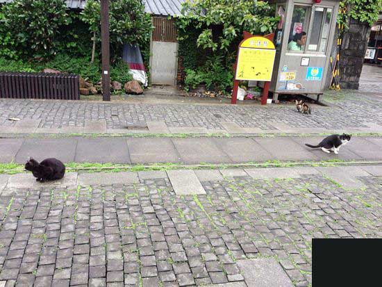 عکس های شهر گربه ها,شهر گربه ها,شهری که در احاطه گربه هاست,شهر تصرف شده توسط گربه ها