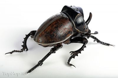 عکس های بسیار جالب از حشرات مکانیکی,حشرات رباتیک,حشره رباطی,رباط حشرات,ربات به سبک حشره
