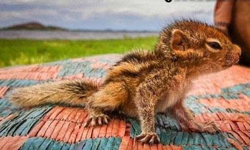 (عکس) نجات یک سنجاب بسیار زیبا توسط خبرنگار انگلیسی, نجات یک سنجاب بسیار زیبا توسط خبرنگار انگلیسی