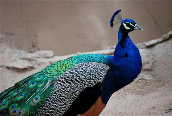 عکس های قشنگ طاووس عکس خوشگل طاووس ها