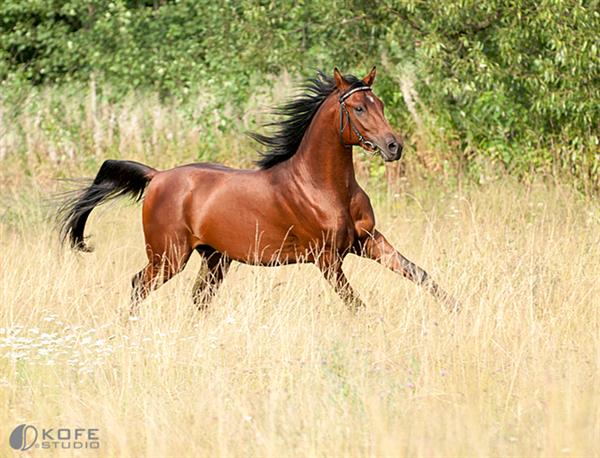 تصاویر دیدنی و قشنگ اسب ها شهریور 92 Pictures of horses