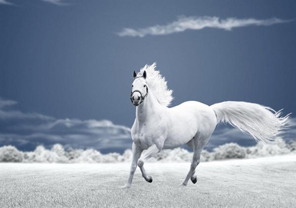 تصاویر دیدنی و قشنگ اسب ها شهریور 92 Pictures of horses