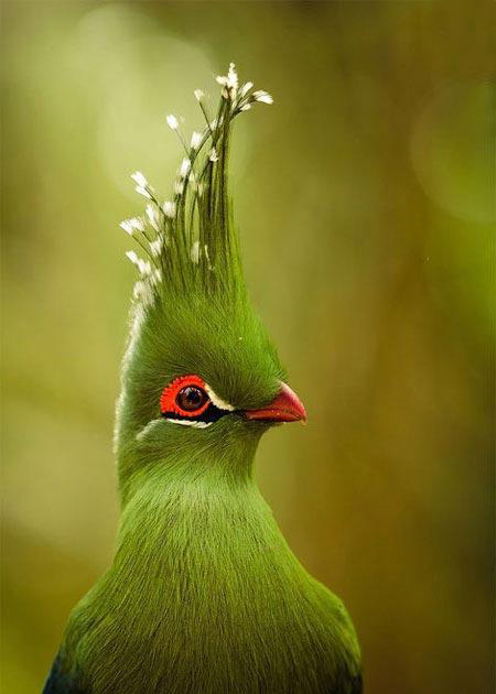 تصاویر بسیار زیبا از پرندگان رنگارنگ