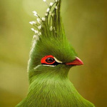 تصاویر زیبا و دیدنی از پرندگان رنگارنگ