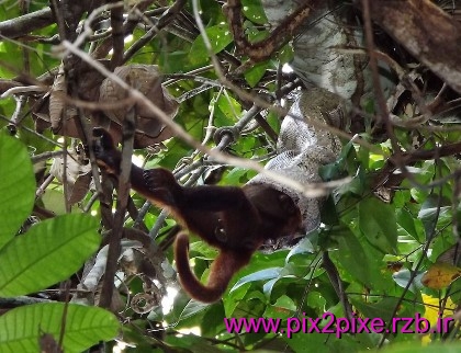 اولین عکس از خورده شدن میمون توسط مار 