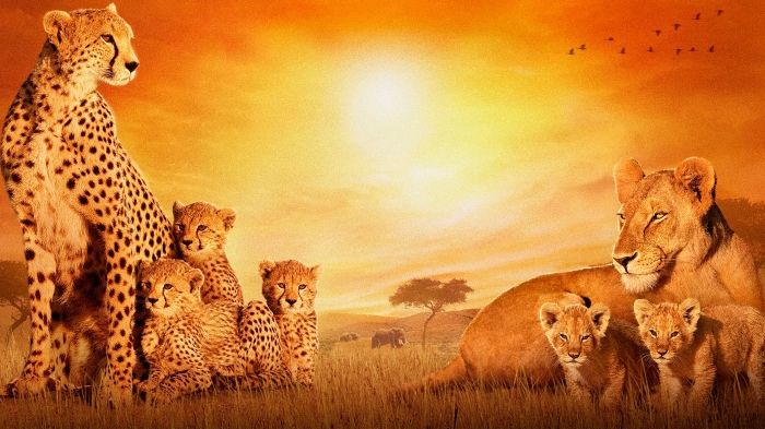والپیپر حیوانات قاره آفریقا